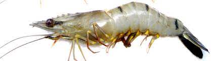 Udang Dewasa